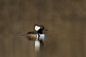 A male hooded merganser swims along a pond on a sunny and calm winter morning Hooded Merganser,Waterfowl,brown,duck,early,male,morning,reflection,swimming,water,water level,white,Animal,BIRDS,black,low angle,nature,wildlife,yellow