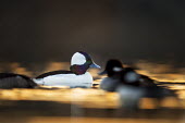 A small group of bufflehead swim right in front of me as the sun begins to rise with an orange glow on the water bufflehead,birds,duck,ducks,Animalia,Chordata,Aves,Anseriformes,Anatidae,Bucephala albeola,Waterfowl,backlight,drake,early,female,group,hen,iridescent,morning,orange,sunrise,swimming,water,water level