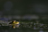 A frog peeks out of a pond and is lit by a spot of sun amphibian,frog,green,reflection,sunlight,water,water level,Common frog,Rana temporaria,Anura,Frogs and Toads,Amphibians,Amphibia,Ranidae,Ranids,Chordates,Chordata,Rana Bermeja,Aquatic,liui,temporaria,