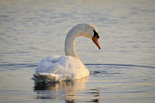 A mute swan swims on a pond in the early morning sunlight with drops of water falling from its bill Mute Swan,Waterfowl,swan,swans,bird,birds,curve,drop,droplets,duck,early,floating,morning,neck,orange,reflection,sunlight,sunny,swimming,water,water drop,white,Cygnus olor,Mute swan,Aves,Birds,Chordat
