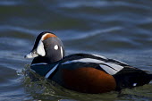 A harlequin duck swims in the blue water on a bright sunny day showing of its striking colours blue,Harlequin Duck,Waterfowl,duck,male,rust,rust colour,striking,sunny,swimming,water,white,Harlequin duck,Histrionicus histrionicus,Chordates,Chordata,Aves,Birds,Ducks, Geese, Swans,Anatidae,Anserif