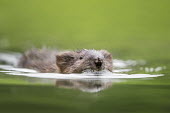 A muskrat swims towards the camera surrounded my green water with soft lighting brown,fur,furry,green,muskrat,reflection,soft light,swimming,water level,whiskers,Muskrat,Ondatra zibethicus,Rodents,Rodentia,Cricetidae,Chordates,Chordata,Mammalia,Mammals,Castor zibethicus,Animalia,