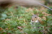 A grey squirrel eats food in a field of green ground pine bird seed,brown,close,shallow focus,eating,feeding,fur,furry,grey,gray squirrel,green,holding,paws,seed,shell,sitting,squirrel,tail,whiskers,white,Grey squirrel,Sciurus carolinensis,Rodents,Rodentia,S