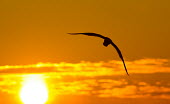 A gull flies in front of a colourful orange sunrise with its wings outstretched Silhouette,clouds,flying,orange,sun,sunrise,white,wing,wings,Gull,BIRDS,animal,bird,black,nature,wildlife,yellow