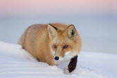 A red fox stalks though a deep snow a dusk with a pink and purple sky background Island Beach State Park,cold,dusk,fox,fur,orange,pink,red fox,sky,snow,stalking,walking,white,winter,Red fox,Vulpes vulpes,Chordates,Chordata,Mammalia,Mammals,Carnivores,Carnivora,Dog, Coyote, Wolf, F