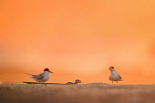 A pair of least terns watch their chick as it finished swallowing a fish least tern,tern,terns,adult,baby,backlight,beach,chick,colourful,early,eating,fish,morning,orange,pink,sand,sunlight,sunrise,white,Sternula antillarum,BIRDS,Least Tern,animal,black,colorful,ground lev