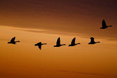 A silhouette of a flock of Canada Geese flying in front of an orange sunset Canada goose,goose,geese,bird,birds,Silhouette,Waterfowl,colourful,duck,flock,flying,group,neck,orange,sunset,wings,Branta canadensis,Chordates,Chordata,Ducks, Geese, Swans,Anatidae,Aves,Birds,Anserif