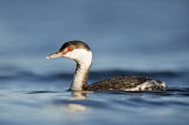 A horned grebe swims along in the bright blue Florida water with its red eye standing out blue,GREBES,Horned Grebe,bright,eye,red,sun,water,water level,white,Horned grebe,Podiceps auritus,Grebes,Podicipediformes,Ciconiiformes,Herons Ibises Storks and Vultures,Aves,Birds,Podicipedidae,Chord