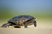 A diamond Back Terrapin walks across a dirt road on a sunny afternoon blue,brown,diamond back terrapin,dirt,grey,green,reptile,shell,turtle,walking,Diamondback terrapin,Malaclemys terrapin,Diamondbacked terrapin,Turtles,Testudines,Reptilia,Reptiles,Chordates,Chordata,Po