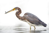 A juvenile tri-coloured heron stands in shallow water with a small minnow it just caught in its bill Tri-Coloured Heron,brown,catch,eating,feeding,fish,fishing,grey,high key,juvenile,legs,minnow,rust colour,small,smooth background,soft light,sunny,wading,white,white background,Tricoloured heron,Egret