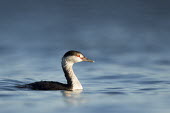 A horned grebe swims on the bright blue water on a sunny evening showing off its red eye blue,GREBES,Horned Grebe,eye,red,sunlight,sunny,swimming,water level,white,Horned grebe,Podiceps auritus,Grebes,Podicipediformes,Ciconiiformes,Herons Ibises Storks and Vultures,Aves,Birds,Podicipedida