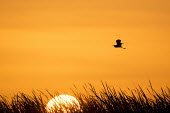 A tri-coloured heron is silhouetted against a bright orange sky at sunrise Silhouette,Tri-Coloured Heron,cattail,dark,flying,marsh grass,morning,orange,outline,scenic,shape,sky,sun,sunrise,wings,Tricoloured heron,Egretta tricolor,Tricoloured Heron,Chordates,Chordata,Aves,Bir