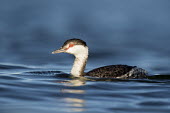 A horned grebe swims on the bright blue water on a sunny evening showing off its red eye blue,GREBES,Horned Grebe,eye,red,reflection,sunlight,sunny,swimming,water level,white,Horned grebe,Podiceps auritus,Grebes,Podicipediformes,Ciconiiformes,Herons Ibises Storks and Vultures,Aves,Birds,P