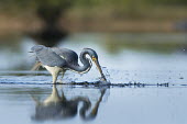 A tri-coloured heron plucks a small fish from the shallow water with a big splash on a sunny morning Tri-Coloured Heron,fish,fishing,grey,green,reflection,shallow,soft light,splash,wading,water,water drop,water level,white,Tricoloured heron,Egretta tricolor,Tricoloured Heron,Chordates,Chordata,Aves,B