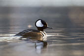A male hooded merganser swims on a calm pond just as the sun rises Hooded Merganser,Waterfowl,brown,calm,duck,early,morning,reflection,swimming,water,water level,white,winter,Animal,BIRDS,black,low angle,nature,wildlife,yellow