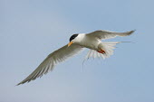 A Forsters tern glides on the air currents on a sunny afternoon with a soft blue sky blue,blue Sky,Forsters tern,tern,terns,bird,birds,seabird,shorebird,coastal,coast,feather,feathers,feet,flight,flying,movement,orange,sky,soaring,white,wing,wings,Forster's tern,Sterna forsteri,Aves,B
