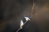A pair of tree swallows call out at each other while perched on a branch on a sunny morning blue,swallow,bird,birds,Tree Swallow,backlight,calling,dark background,interaction,pair,perched,smooth background,stick,sunny,white,Tree swallow,Tachycineta bicolor,Chordates,Chordata,Aves,Birds,Swall