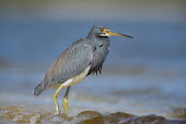 A tri-coloured heron stands in the shallow waves on a bright sunny day with blue water blue,Tri-Coloured Heron,grey,red,sunny,water,waves,white,Tricoloured heron,Egretta tricolor,Tricoloured Heron,Chordates,Chordata,Aves,Birds,Herons, Bitterns,Ardeidae,Ciconiiformes,Herons Ibises Storks