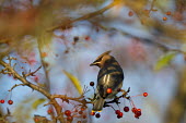 A cedar waxwing looks over its back showing off its mask as it sits perched on a branch of red berries early in the morning blue,blue Sky,waxwing,Crab apple,bird,birds,berries,brown,early,grey,mask,morning,perched,red,sunlight,sunny,tree,Cedar waxwing,Bombycilla cedrorum,Perching Birds,Passeriformes,Aves,Birds,Bombycillida