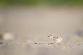 A small least tern chick stands on the sandy beach in the morning sunlight least tern,tern,terns,baby,beach,brown,chick,cute,grey,sand,small,tiny,Sternula antillarum,BIRDS,Least Tern,animal,baby animal,baby bird,gray,ground level,low angle,wildlife