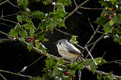 A tufted titmouse perched on a branch of holly against a black background in the rain Tufted Titmouse,berries,bird feeder,dramatic,flash,grey,green,holly,perched,rain,red,white,Baeolophus bicolor,Tufted titmouse,Perching Birds,Passeriformes,Chickadees, Titmice,Paridae,Aves,Birds,Chorda