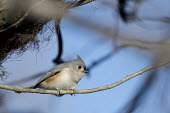 A tufted titmouse is perched on a branch with a bright blue sky on a sunny day blue Sky,Tufted Titmouse,bright,brown,grey,orange,perched,rust,sunny,white,Tufted titmouse,Baeolophus bicolor,Perching Birds,Passeriformes,Chickadees, Titmice,Paridae,Aves,Birds,Chordates,Chordata,Nor