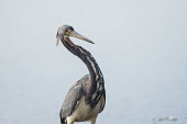 A tri-coloured heron stands in front of a white background with its neck curved on a sunny day blue,Tri-Coloured Heron,bright,curve,eye,feathers,grey,high key,light,neck,red,reflection,sunny,water,water level,white,Tricoloured heron,Egretta tricolor,Tricoloured Heron,Chordates,Chordata,Aves,Bir