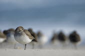 A single dunlin stands on one leg on a sandy beach in front of a flock of other birds shorebird,bird,birds,beach,brown,shallow focus,flock,grey,group,sand,single,sunny,white,Dunlin,Calidris alpina,Chordates,Chordata,Aves,Birds,Charadriiformes,Shorebirds and Terns,Sandpipers, Phalaropes