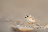 An endangered cute and tiny piping plover chick stands on a sandy beach plover,bird,birds,shorebird,Piping Plover,adorable,beach,brown,chick,cute,early,legs,morning,pebbles,sand,small,soft light,stones,sunlight,sunny,tan,tiny,Piping plover,Charadrius melodus,Aves,Birds,Ch