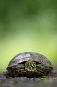 A medium sized turtle sits on a road with a bright green background brown,green,red,reptile,road,turtle,black,low angle,wildlife,yellow