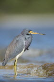 A colourful tri-coloured heron wades into the shallow water along a shoreline on a bright sunny day blue,Portrait,Tri-Coloured Heron,bright,brown,colourful,feathers,grey,legs,motionless,red,standing,sunny,wading,water,wave,white,Tricoloured heron,Egretta tricolor,Tricoloured Heron,Chordates,Chordata