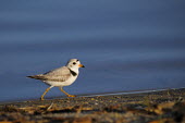 A cute piping plover walks along a shoreline on a sunny morning with a blue water background plover,bird,birds,shorebird,Piping Plover,brown,legs,orange,running,sunny,tan,walking,water,white,Piping plover,Charadrius melodus,Aves,Birds,Charadriiformes,Shorebirds and Terns,Charadriidae,Lapwings