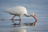 A white ibis wades in shallow blue water as its reflection shows on the surface of the water ibis,bird,birds,White Ibis,calm,evening,eye,feeding,red,reflection,sunlight,water,white,White ibis,Eudocimus albus,Chordates,Chordata,Ciconiiformes,Herons Ibises Storks and Vultures,Threskiornithidae,