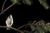 A tufted titmouse is perched on a pine branch against a black background Tufted Titmouse,bird feeder,dramatic,flash,grey,green,perched,pine,pine needles,seed,white,Baeolophus bicolor,Tufted titmouse,Perching Birds,Passeriformes,Chickadees, Titmice,Paridae,Aves,Birds,Chorda