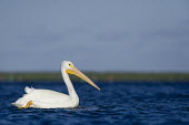 A large American white pelican swims in bright blue water on a sunny afternoon pelican,bird,birds,blue Sky,White Pelican,bright,orange,sunny,swimming,water,water level,white,American white pelican,Pelecanus erythrorhynchos,American White Pelican,Aves,Birds,Ciconiiformes,Herons I