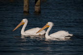 A pair of American white pelicans float along on the blue water on a bright sunny day pelican,bird,birds,floating,orange,pair,reflection,sunny,swimming,water,white,American white pelican,Pelecanus erythrorhynchos,American White Pelican,Aves,Birds,Ciconiiformes,Herons Ibises Storks and