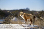 A very handsome red fox pauses for just a moment in the snow and dune grass blue,Island Beach State Park,cold,fox,fur,orange,red fox,snow,white,winter,Red fox,Vulpes vulpes,Chordates,Chordata,Mammalia,Mammals,Carnivores,Carnivora,Dog, Coyote, Wolf, Fox,Canidae,Renard Roux,Zor