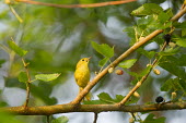 A tiny yellow warbler sits perched on a branch with berries on a sunny morning American Yellow Warbler,Golden Warbler,Yellow Warbler,bird,birds,Animalia,Chordata,Aves,Passeriformes,Parulidae,Setophaga petechia,Warbler,berries,brown,cute,green,leaves,morning,perched,small,soft ba