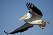 A large white pelican flies in front of a bright blue sky pelican,bird,birds,blue Sky,White Pelican,feet,flying,landing,white,wings,American white pelican,Pelecanus erythrorhynchos,American White Pelican,Aves,Birds,Ciconiiformes,Herons Ibises Storks and Vult