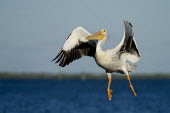 An American white pelican looks rather goofy as it flies in to land on a bright sunny day pelican,bird,birds,blue Sky,White Pelican,awkward,bright,feathers,feet,flying,funny,goofy,horizon,landing,orange,sunny,water,white,wings,American white pelican,Pelecanus erythrorhynchos,American White