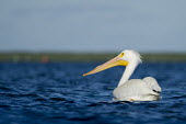 A large American white pelican swims in bright blue water on a sunny afternoon pelican,bird,birds,White Pelican,bright,sunny,swimming,water,water level,white,American white pelican,Pelecanus erythrorhynchos,American White Pelican,Aves,Birds,Ciconiiformes,Herons Ibises Storks and