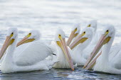 A small flock of American white pelicans swim on the water with a bright white background pelican,bird,birds,White Pelican,flock,group,high key,large,orange,soft light,water level,white,American white pelican,Pelecanus erythrorhynchos,American White Pelican,Aves,Birds,Ciconiiformes,Herons