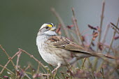 A white-throated sparrow is perched in a bush of branches as the soft morning sun shines White-Throated Sparrow,bird,birds,sparrow,Animalia,Chordata,Aves,Passeriformes,Passerellidae,Zonotrichia albicollis,branches,brown,close,grey,green,overcast,perched,smooth background,soft light,white,