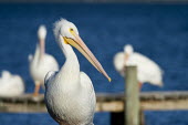 An American white pelican stands on a dock in a close portrait on a bright sunny afternoon pelican,bird,birds,Portrait,White Pelican,bright,dock,orange,sunny,water,white,American white pelican,Pelecanus erythrorhynchos,American White Pelican,Aves,Birds,Ciconiiformes,Herons Ibises Storks and