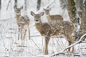A group of whitetail deer stand in an early spring snow in the forest brown,deer,forest,snow,snowing,white,whitetail deer,White-tailed deer,Odocoileus virginianus,Mammalia,Mammals,Even-toed Ungulates,Artiodactyla,Cervidae,Deer,Chordates,Chordata,Toy deer,Key deer,Cariac