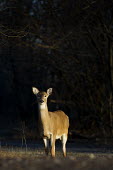 A single whitetail deer doe stands in the late evening sunlight brown,deer,fur,low sun,sunlight,white,white tailed deer,White-tailed deer,Odocoileus virginianus,Mammalia,Mammals,Even-toed Ungulates,Artiodactyla,Cervidae,Deer,Chordates,Chordata,Toy deer,Key deer,Ca