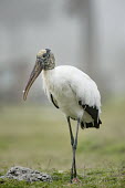 A large black and white coloured wood stork stands in some green grass on a foggy morning stork,bird,birds,wood stork,fog,foggy,grass,grey,green,legs,long legs,overcast,soft light,standing,white,Wood stork,Mycteria americana,Chordates,Chordata,Aves,Birds,Storks,Ciconiidae,Ciconiiformes,Her