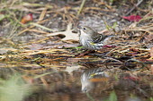 A yellow-rumped warbler stands in front of a small pool of water on the ground covered in pine needles warbler,Yellow warbler,bird,birds,Animalia,Chordata,Aves,Passeriformes,Parulidae,Setophaga coronata,brown,green,ground,leaves,pine needles,reflection,soft light,water,white,Yellow-rumped warbler,Anima