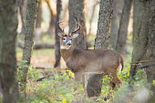 A whitetail deer stands tall in the forest early in the morning antlers,brown,buck,deer,fall,autumn,fur,male,rut,white,whitetail deer,White-tailed deer,Odocoileus virginianus,Mammalia,Mammals,Even-toed Ungulates,Artiodactyla,Cervidae,Deer,Chordates,Chordata,Toy de