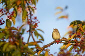 A yellow-rumped warbler perches on a branch of a tree covered in red berries with a blue sky background blue,warbler,Yellow warbler,bird,birds,Animalia,Chordata,Aves,Passeriformes,Parulidae,Setophaga coronata,berries,brown,colourful,grey,green,morning,orange,perched,red,tree,white,Yellow-rumped warbler,